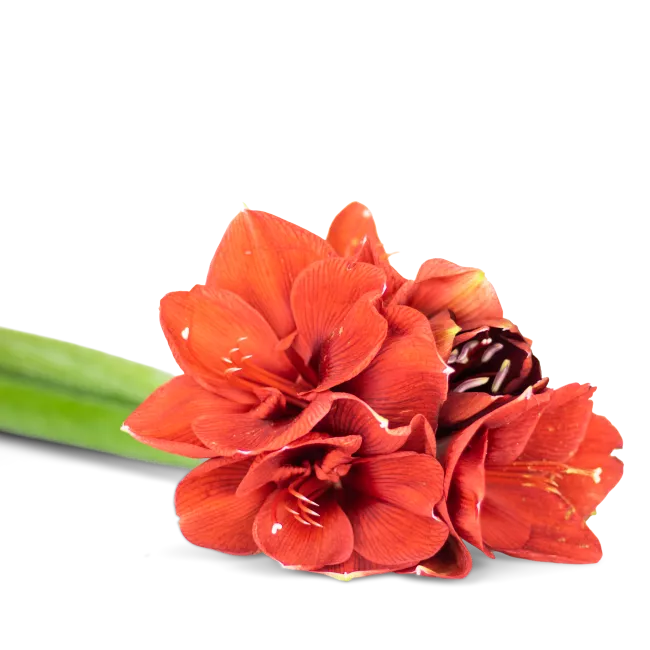 Custom Amaryllis bouquet